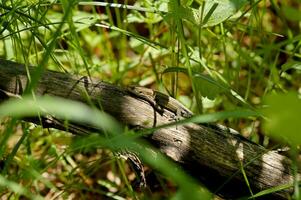 little brown lizard sitting on a fallen tree among green summer leaves in a natural habitat photo