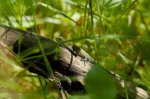 little brown lizard sitting on a fallen tree among green summer leaves in a natural habitat photo