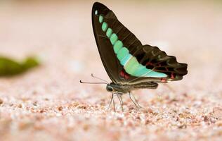 Mariposa arrendajo común comido mineral en arena. foto