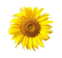 Sunflower isolated on white background. photo