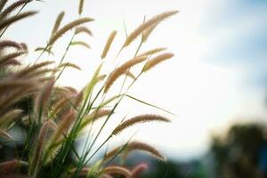 White grass light flare Lalang grass. photo