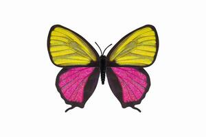 Butterfly yellow and pink color isolated white background. photo