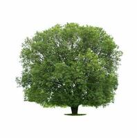 Big tree isolated on white background. photo