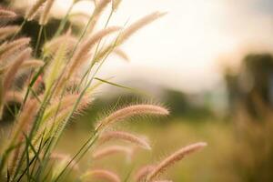 White grass light flare Lalang grass. photo