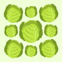Green vegetable cabbage vector illustration for graphic design and decorative element