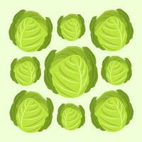 Green vegetable cabbage vector illustration for graphic design and decorative element