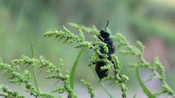 Blister beetle climbing a plant video