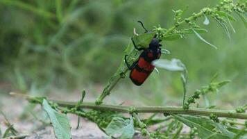 Blister beetle climbing a plant video