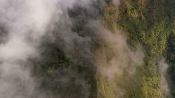 aérien vue de le des arbres dans le vallée avec brouillard dans le Matin. le paysage de brumeux vallée et Montagne des nuages dans Thaïlande. le Aube de le montagnes avec le mer de brume. video