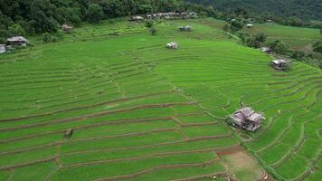 campo aéreo tiro dentro a norte do tailândia. 4k aéreo Visualizações lindo do pequeno casa e arroz terraços campo às pabongpaing Vila arroz terraços mae-jam Chiang maio, tailândia. local natural viagem. video
