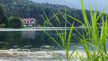 de meer huis en wild groen natuur video