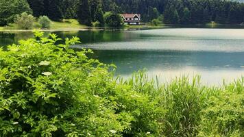 el lago casa y salvaje verde naturaleza video