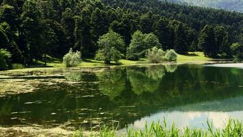 el lago casa y salvaje verde naturaleza video
