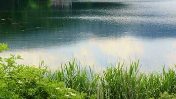 de meer huis en wild groen natuur video