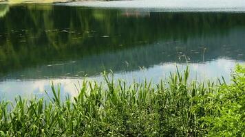 a lago casa e selvagem verde natureza dentro Peru video