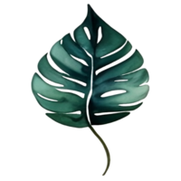 watercolor leaf painting png