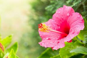 Beautiful chaba flower or hibiscus. photo