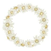 Daisy Flowers Wreath. Hand drawn Floral watercolor illustration of Circular frame with Chamomiles on isolated background. Border for greeting cards or wedding invitations. Sketch for icon or logo vector