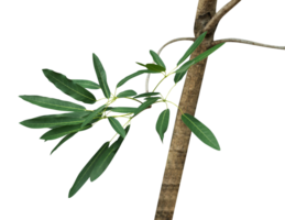 The eucalyptus leaf branch isolated png