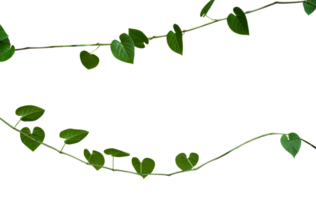 Natural creeping plant isolated element png
