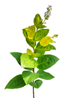 young wild plant with flower isolated png