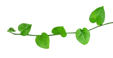 young leaves creeper plant isolated png