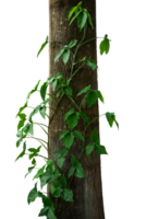 tree trunk with green leaves creeper 25063202 PNG