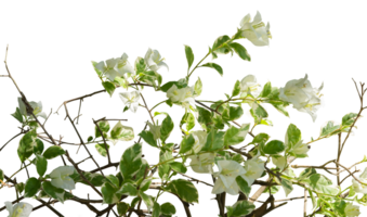 exótico branco bugenvil flor isolado png