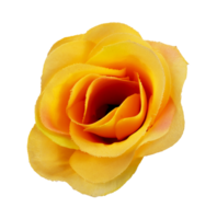 single roos bloem geïsoleerd element png