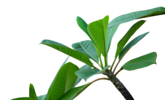 feuille de une plante isolé élément png