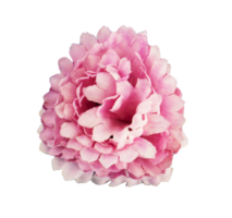 pink carnation flower isolated element png