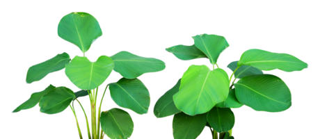 the tropical green leaves isolated png