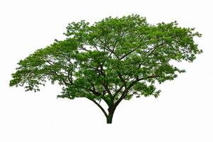 Big tree isolated on white background. photo