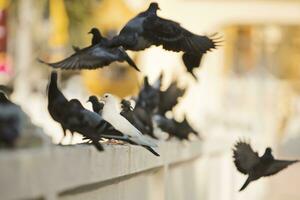 White pigeon stay in the middle of  black-grey pigeons flying out. photo