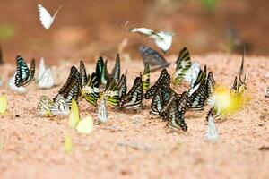 grupo de mariposas común arrendajo comido mineral en arena. foto