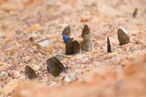 The Butterfly Common Crown eaten mineral on sand. photo