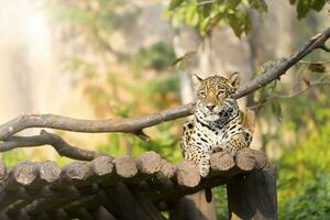 Tiger leopard on wood resting in the zoo. photo