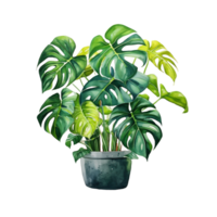 aguarela ilustração do monstera plantar dentro Panela png