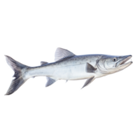 a fish on a transparent background png