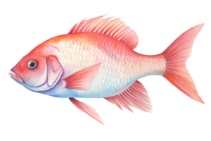 fish watercolor illustration, transparent background png