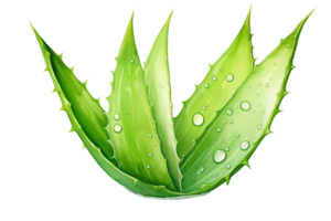 vattenfärg aloe vera blad transparent png