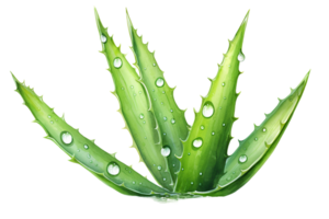 watercolor aloe vera leaf with water drops transparent background png