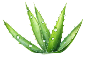 acquerello aloe Vera foglia con acqua gocce trasparente sfondo png