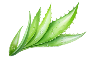 Aquarell Aloe vera Blatt Clip Art png