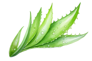 watercolor aloe vera leaf clipart png