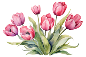 acquerello tulipani png