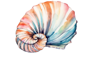 watercolor illustration of a shell on a transparent background png