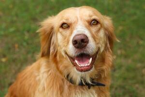 Dog golden retriever. Retriever portrait photo