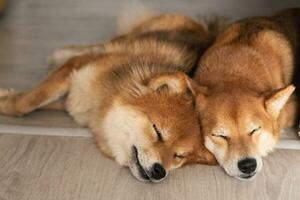 Two shiba inu dogs sleep together. Fluffy Japanese dogs photo