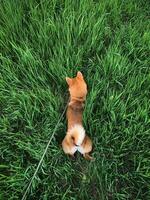 shiba inu perro en verde césped. japonés rojo perro shiba inu foto